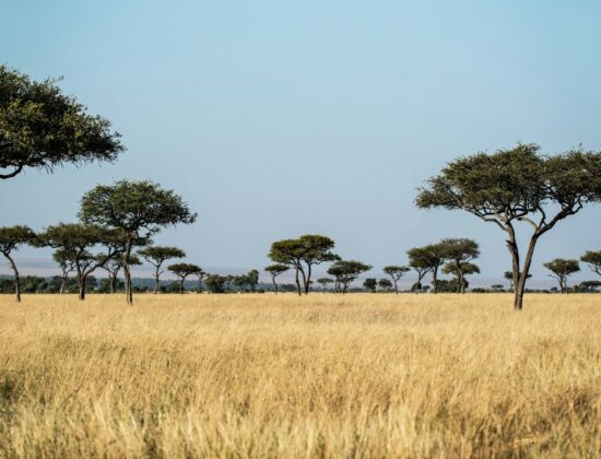 Maridadi African Safaris