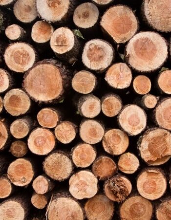 Elk Grove Tree Pros
