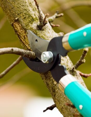 Elk Grove Tree Pros