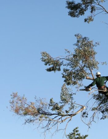 Elk Grove Tree Pros