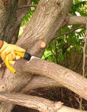 Elk Grove Tree Pros